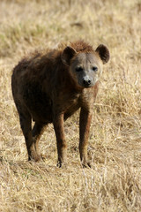 African Hyena