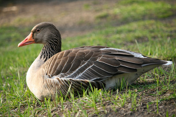 goose