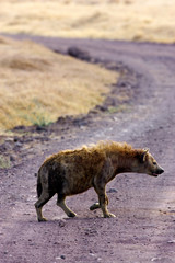 African Hyena