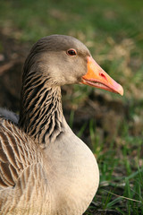 goose
