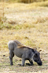 Warthog