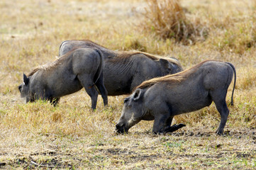 Warthog