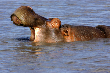 African Hippopotamus