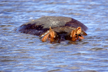 African Hippopotamus