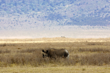 Fototapeta premium Black Rhino