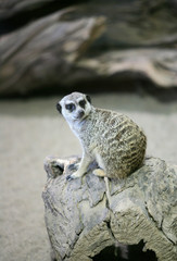 Fototapeta premium meerkat awareness