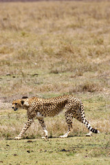 African Cheetah