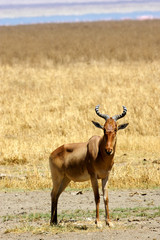 African Hartebeest