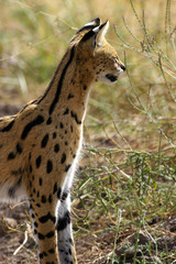Serval Cat
