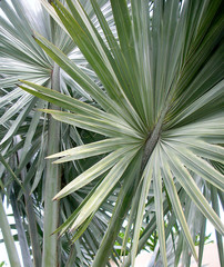 macro of silver palm tree leaves