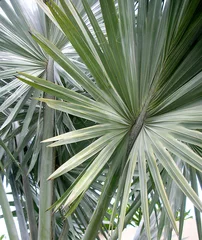 Crédence de cuisine en verre imprimé Palmier macro of silver palm tree leaves