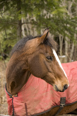 Horse looking backward