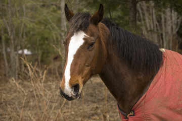 Obraz premium Portret konia