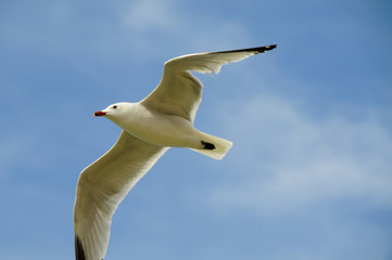 Möve