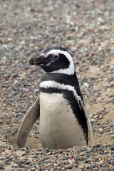 Fototapeta premium Magellanic penguin 