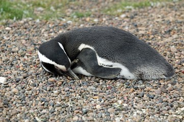 Magellanic penguin sunbathing 