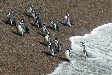 Group of Magellanic Penguins 