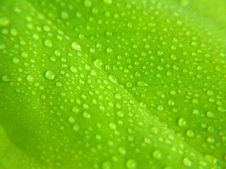 water drops on green leaf