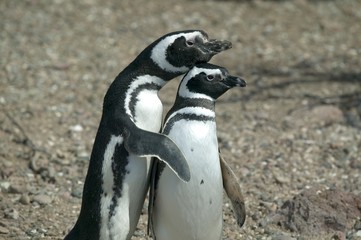Magellanic Penguins - 7108627