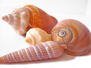 conchiglie dall'oceano