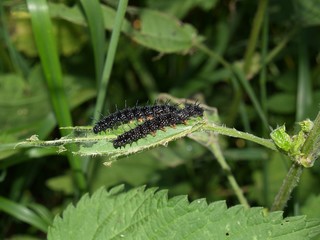 Butterfly's larva moderate climate of Russia 3
