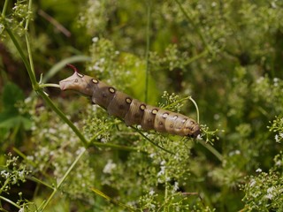 Butterfly's larva moderate climate of Russia 5