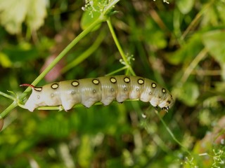 Butterfly's larva moderate climate of Russia 7