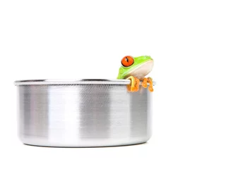 Crédence de cuisine en verre imprimé Grenouille grenouille en marmite isolated on white