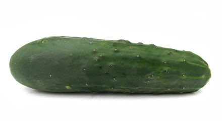 Common cucumber isoalted on white background