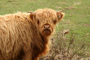 Highland cow in a field