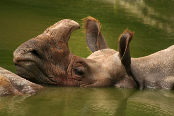 Rhino in the water - detail.
