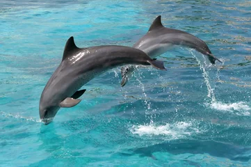 Papier Peint photo Dauphins Saut de dauphins