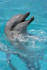 Smiling Dolphin portrait