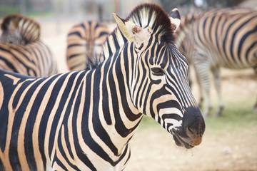 Fototapeta na wymiar Zebra and herd
