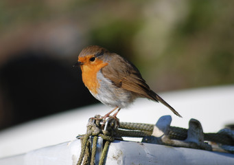 robin on a boat