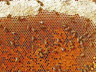 Honeycombs on the scope of beehive.