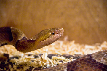snake shot in terrarium