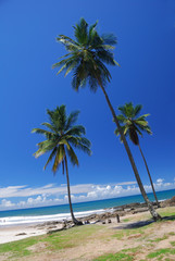 Fototapeta premium 3 cocotiers resenge