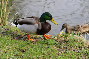 Mallards