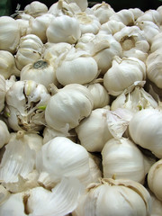 garlic