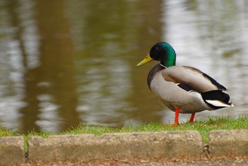 Obraz premium canard