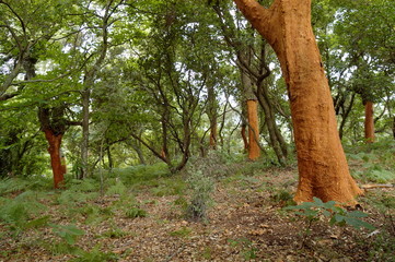 Chêne liège dans la forêt