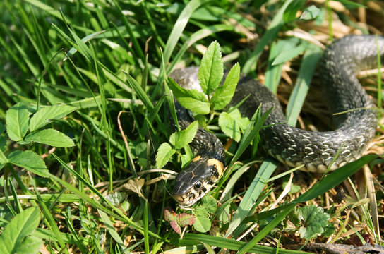 snake reptile creeping in the grass