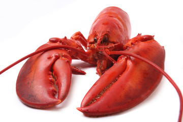 red lobster isolated on white background