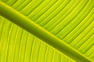 Banana tree leaf backlight