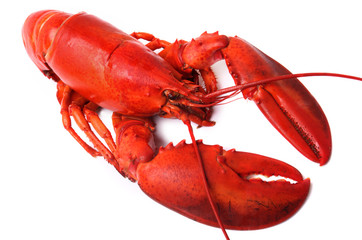 whole red lobster isolated on white background