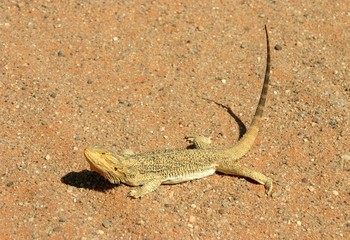 Lizard basking