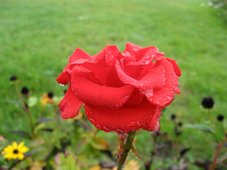 Obraz premium Wet red rose