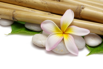 Frangipani and Bamboo