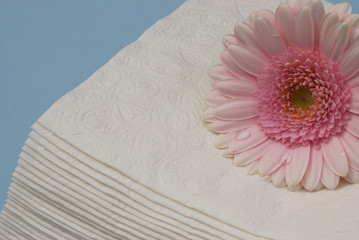 pink gerber daisy and napkin papers